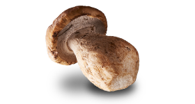 Porcini mushroom