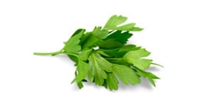 Cilantro