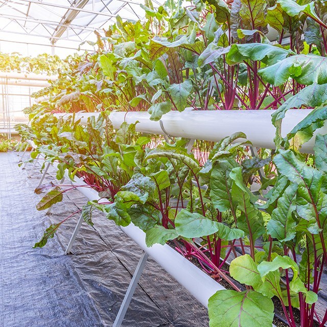 Vertical Gardens on the Rise