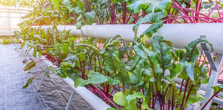 Vertical Gardens on the Rise