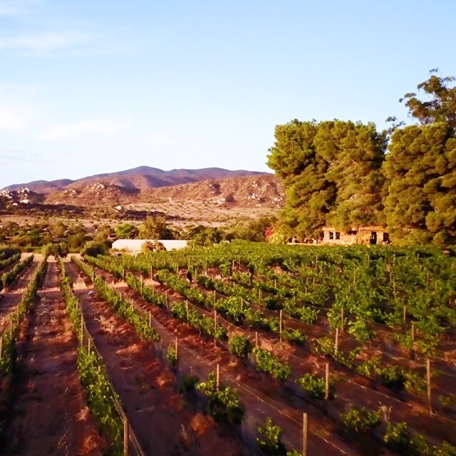 Take a Culinary Tour of Baja