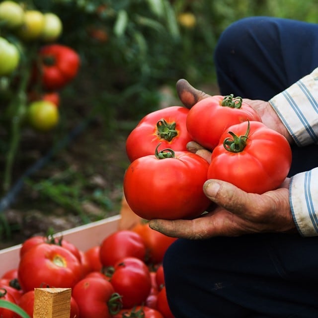 Les avantages délicieux et nutritifs de l’alimentation végétale