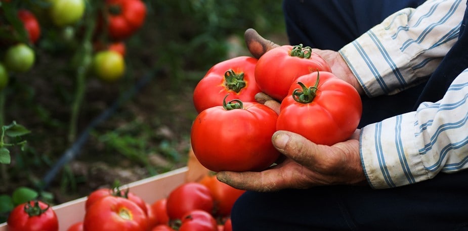 Les avantages délicieux et nutritifs de l’alimentation végétale